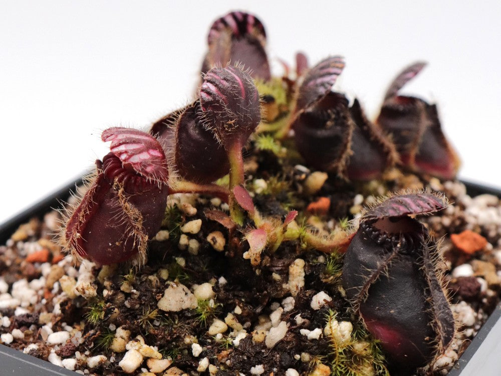 Cephalotus follicularis "Very Dark Form" Clone 21
