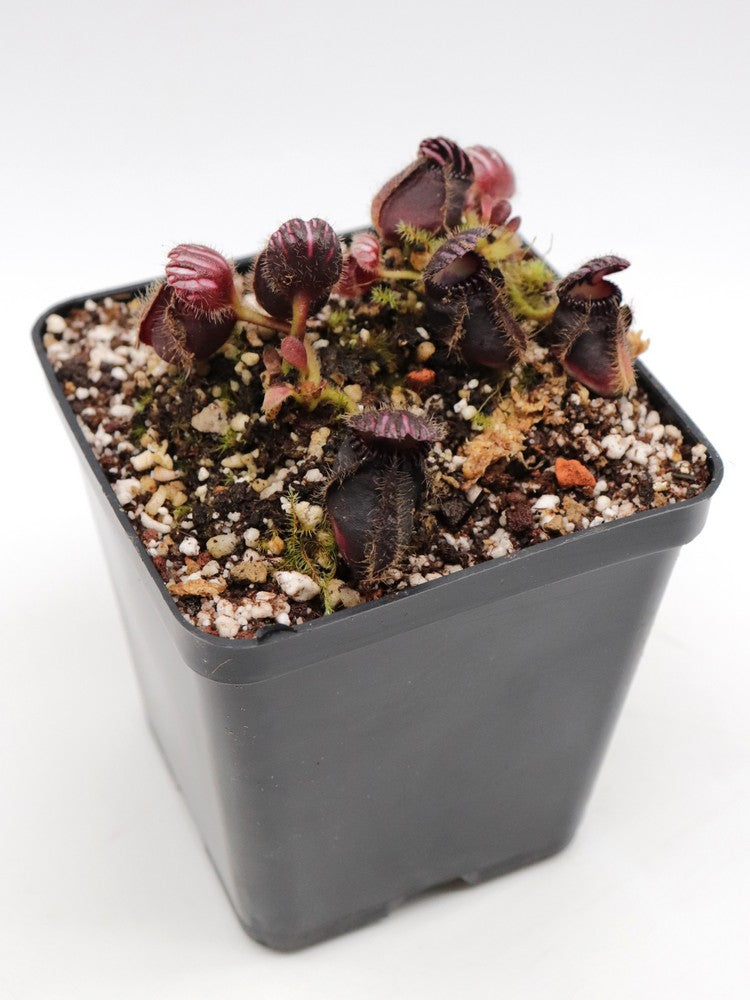 Cephalotus follicularis "Very Dark Form" Clone 21