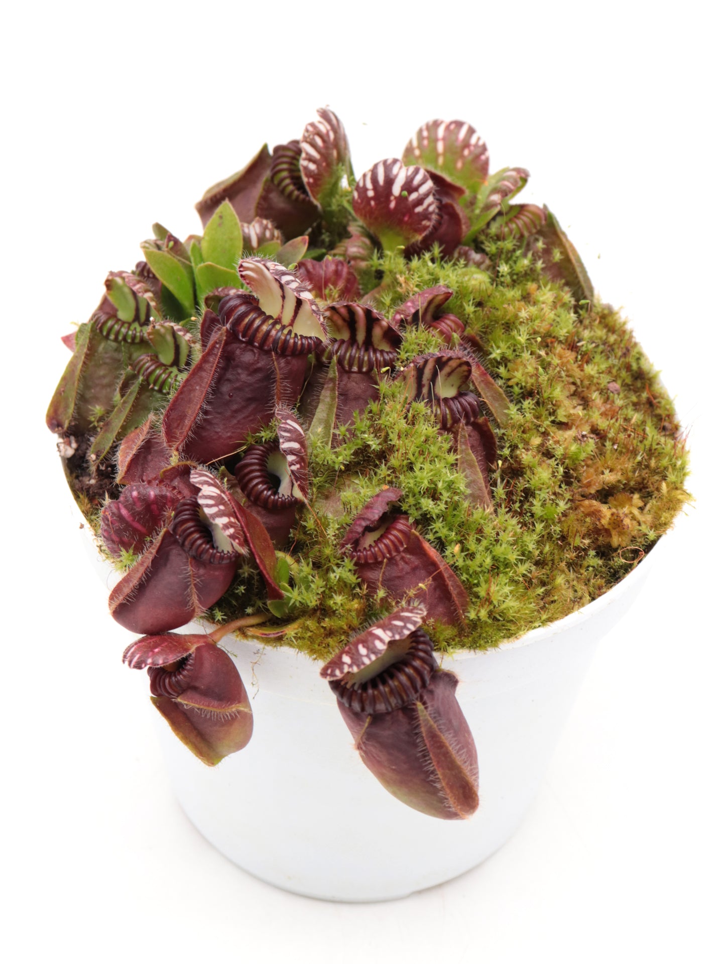 Cephalotus follicularis  Frenchman's Bay, AU