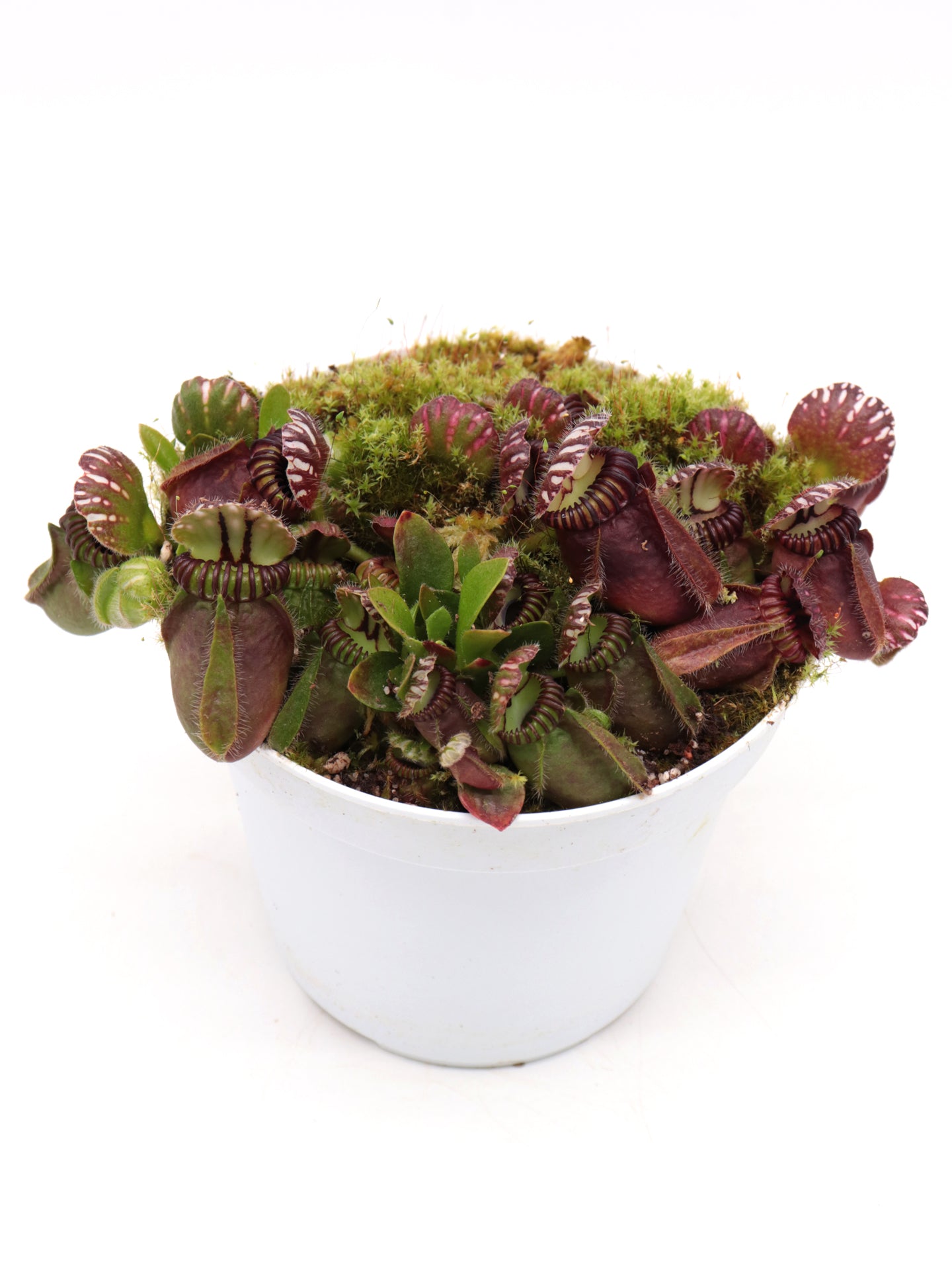 Cephalotus follicularis  Frenchman's Bay, AU