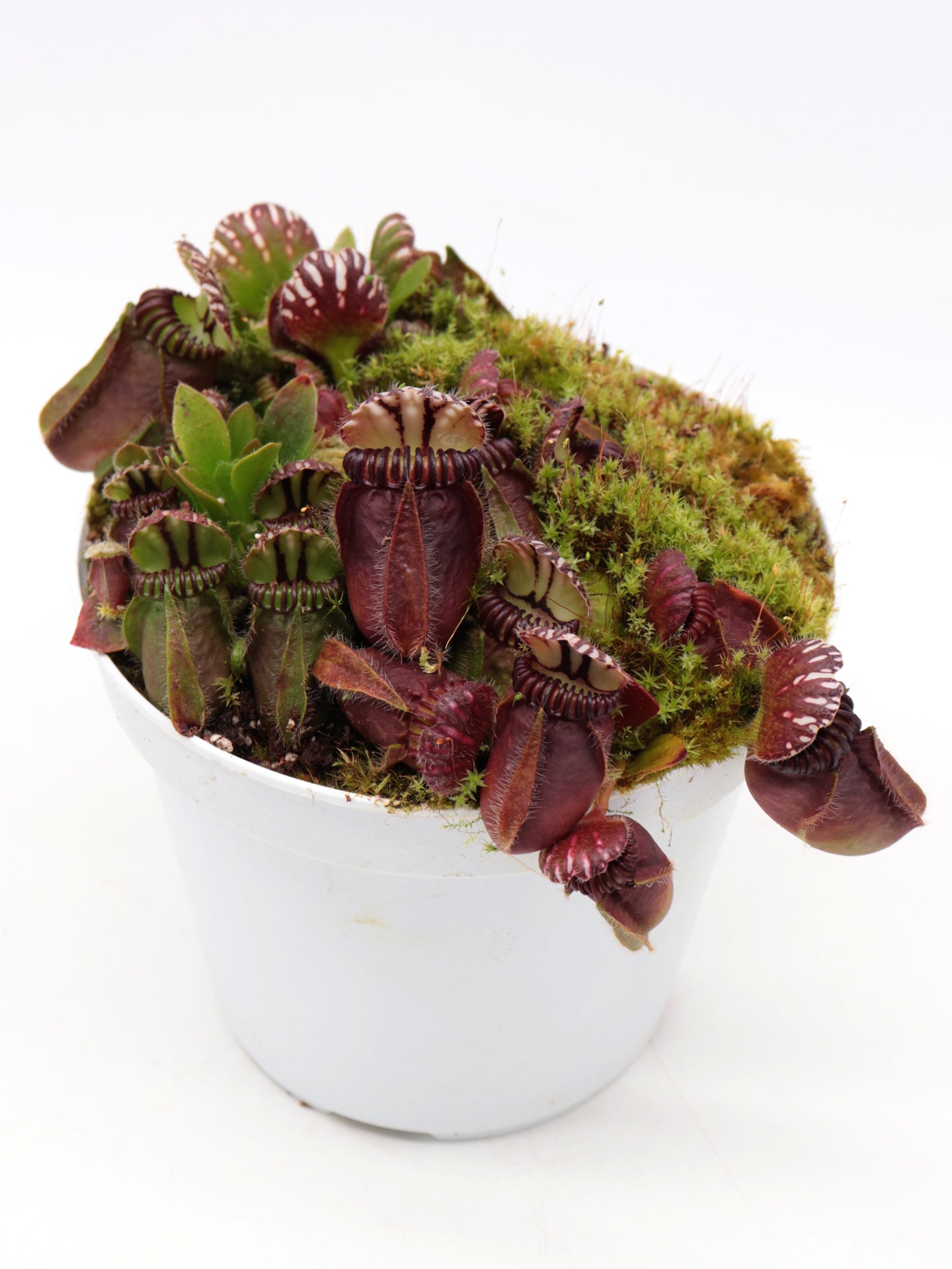 Cephalotus follicularis  Frenchman's Bay, AU