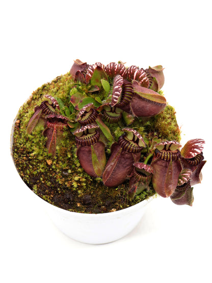 Cephalotus follicularis  Frenchman's Bay, AU