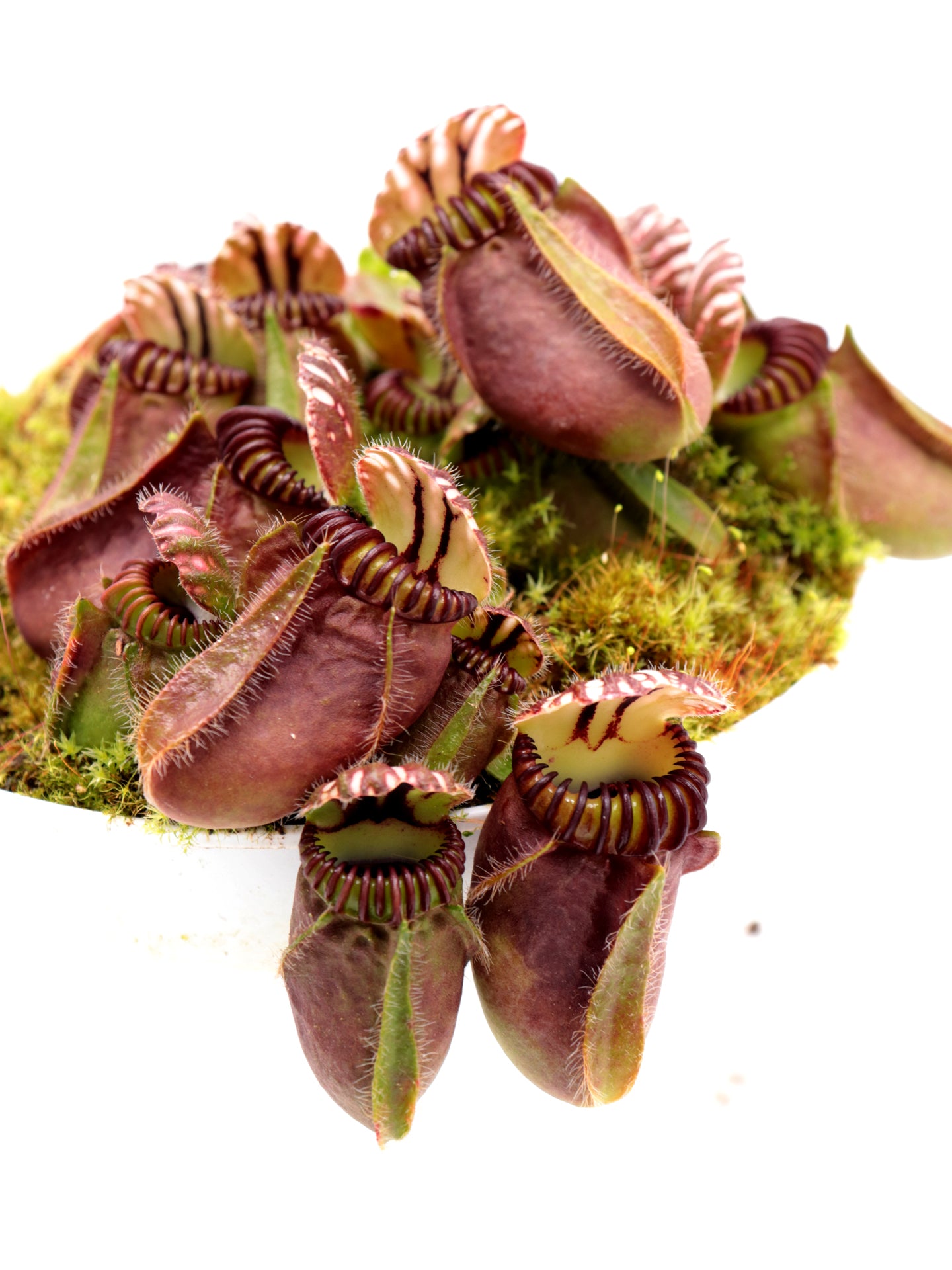 Cephalotus follicularis  Frenchman's Bay, AU