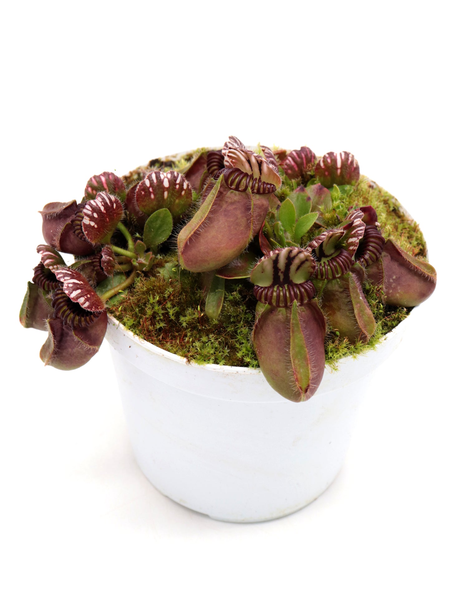 Cephalotus follicularis  Frenchman's Bay, AU