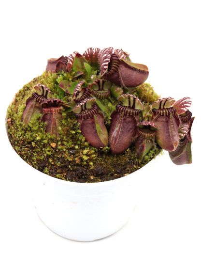 Cephalotus follicularis  Frenchman's Bay, AU