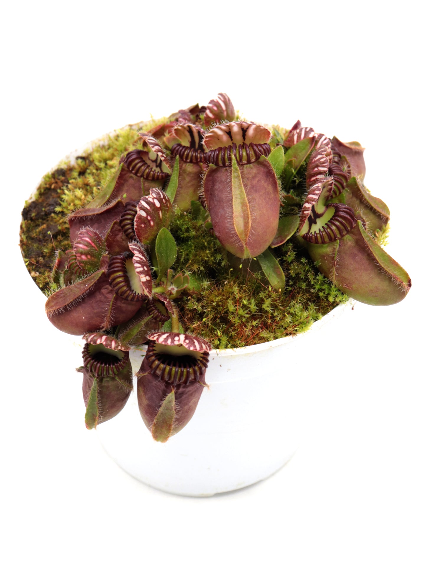 Cephalotus follicularis  Frenchman's Bay, AU
