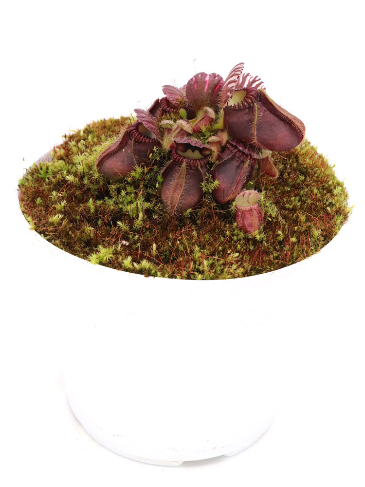 Cephalotus follicularis  "German Giant"