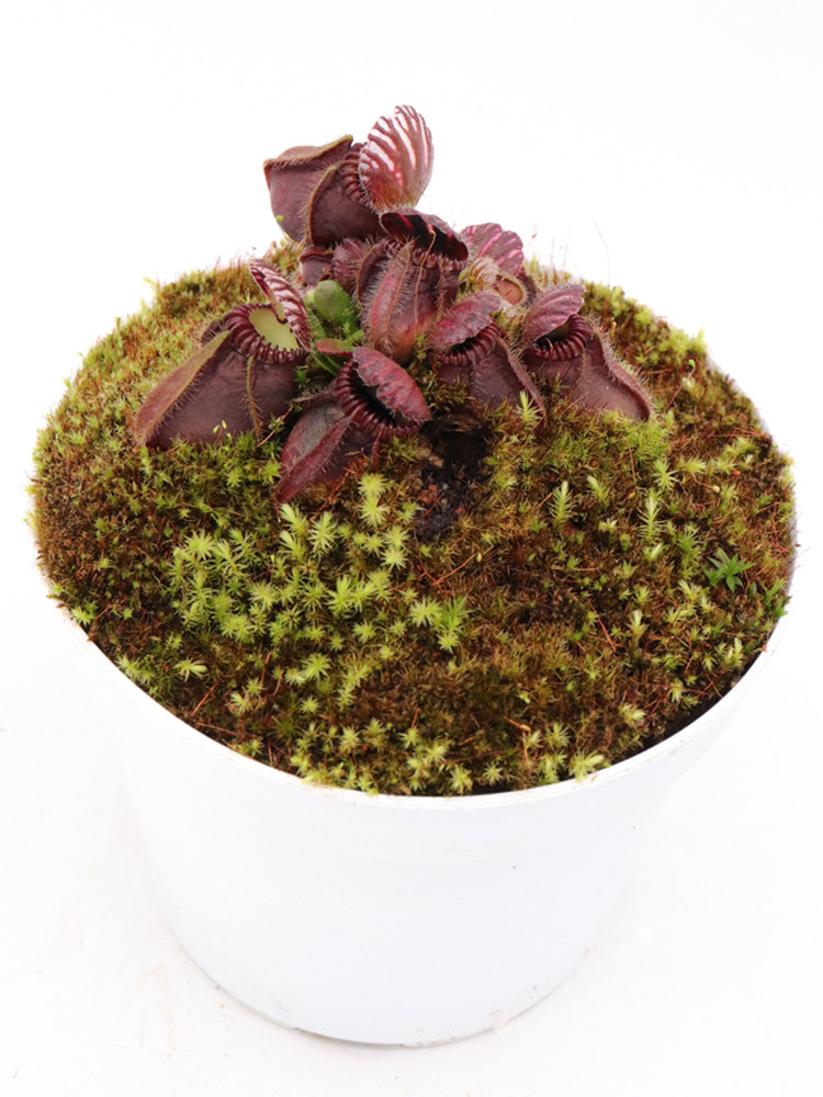 Cephalotus follicularis  "German Giant"