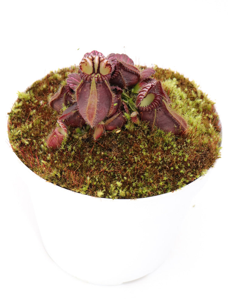 Cephalotus follicularis  "German Giant"