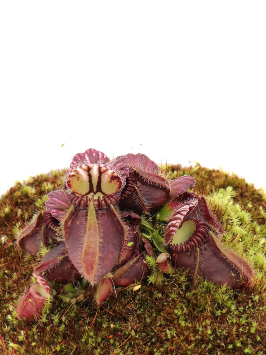 Cephalotus follicularis  "German Giant"