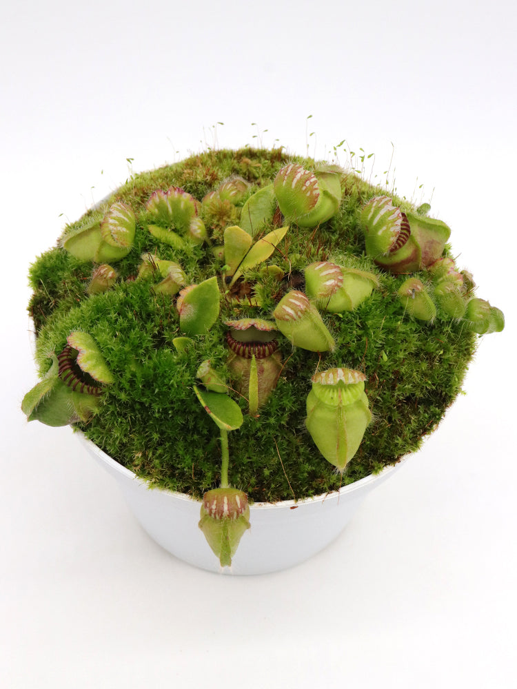 Cephalotus follicularis "Julie Jones"