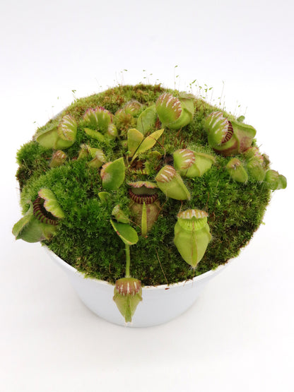 Cephalotus follicularis "Julie Jones"