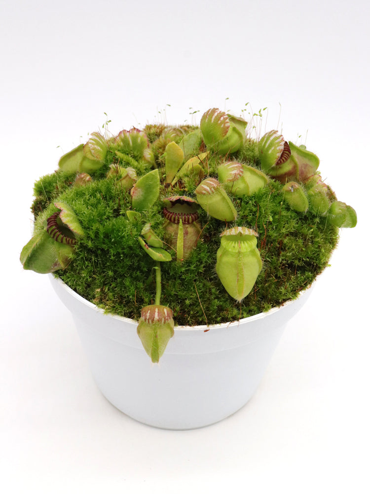 Cephalotus follicularis "Julie Jones"