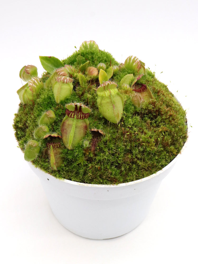 Cephalotus follicularis "Julie Jones"