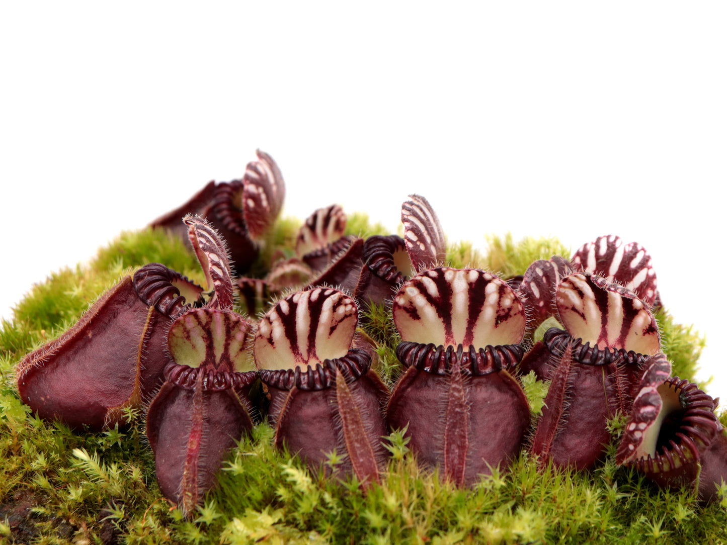 Cephalotus follicularis  Ledge Bay "Squat Form"  Allen Lowrie