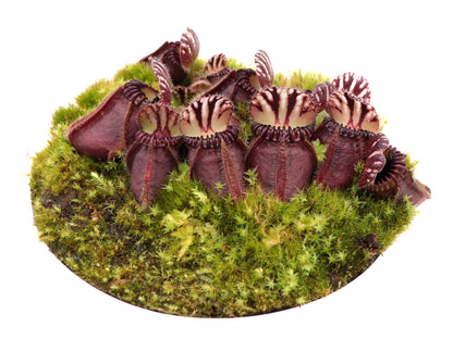 Cephalotus follicularis  Ledge Bay "Squat Form"  Allen Lowrie