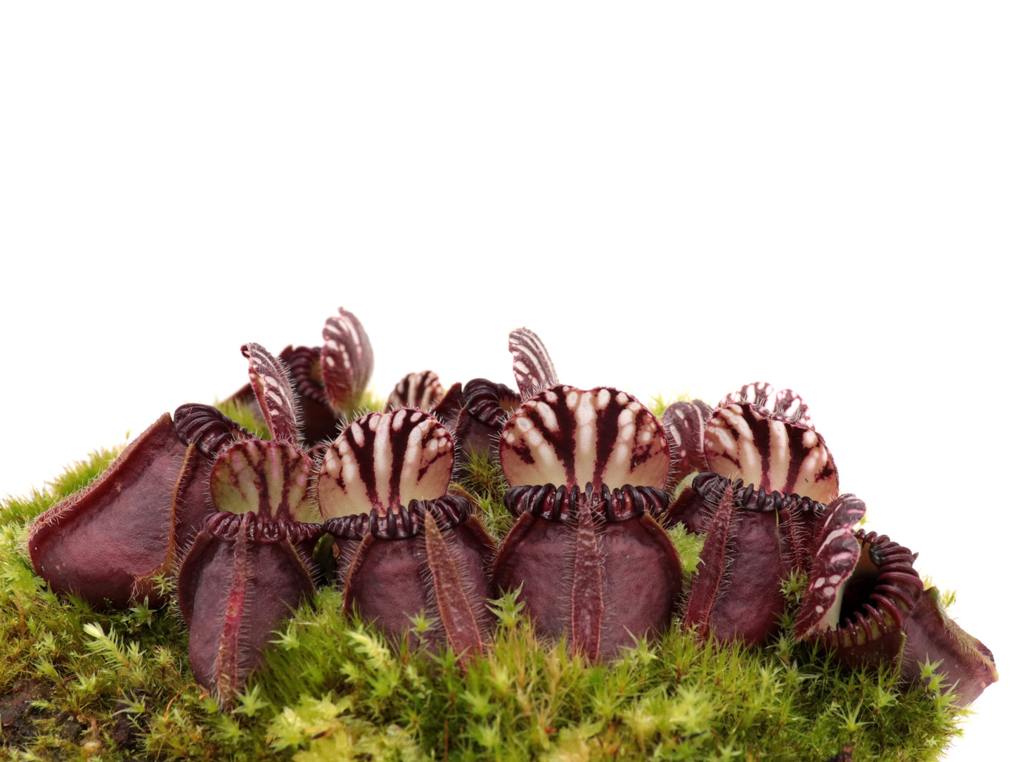 Cephalotus follicularis  Ledge Bay "Squat Form"  Allen Lowrie