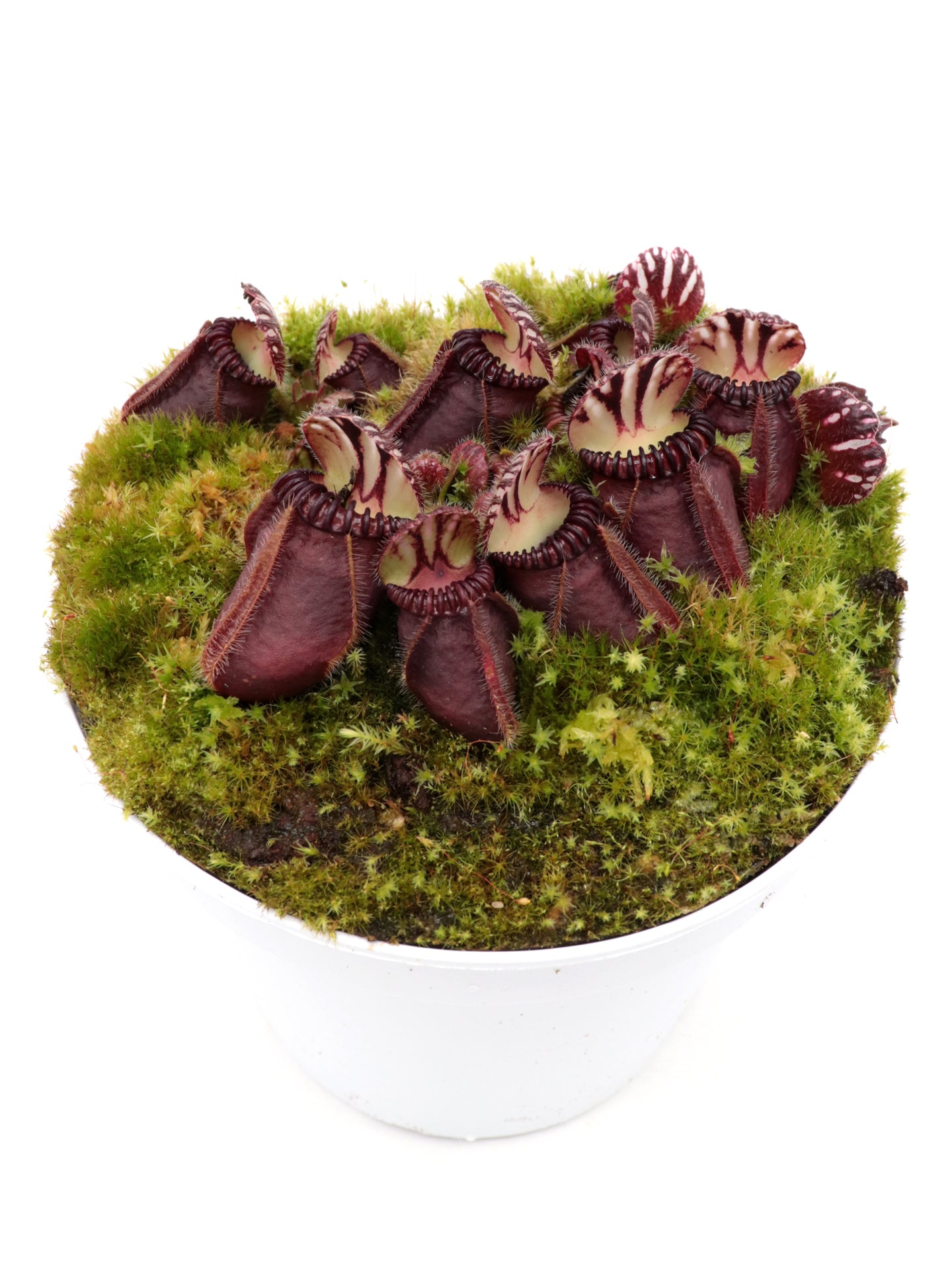 Cephalotus follicularis  Ledge Bay "Squat Form"  Allen Lowrie
