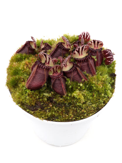 Cephalotus follicularis  Ledge Bay "Squat Form"  Allen Lowrie