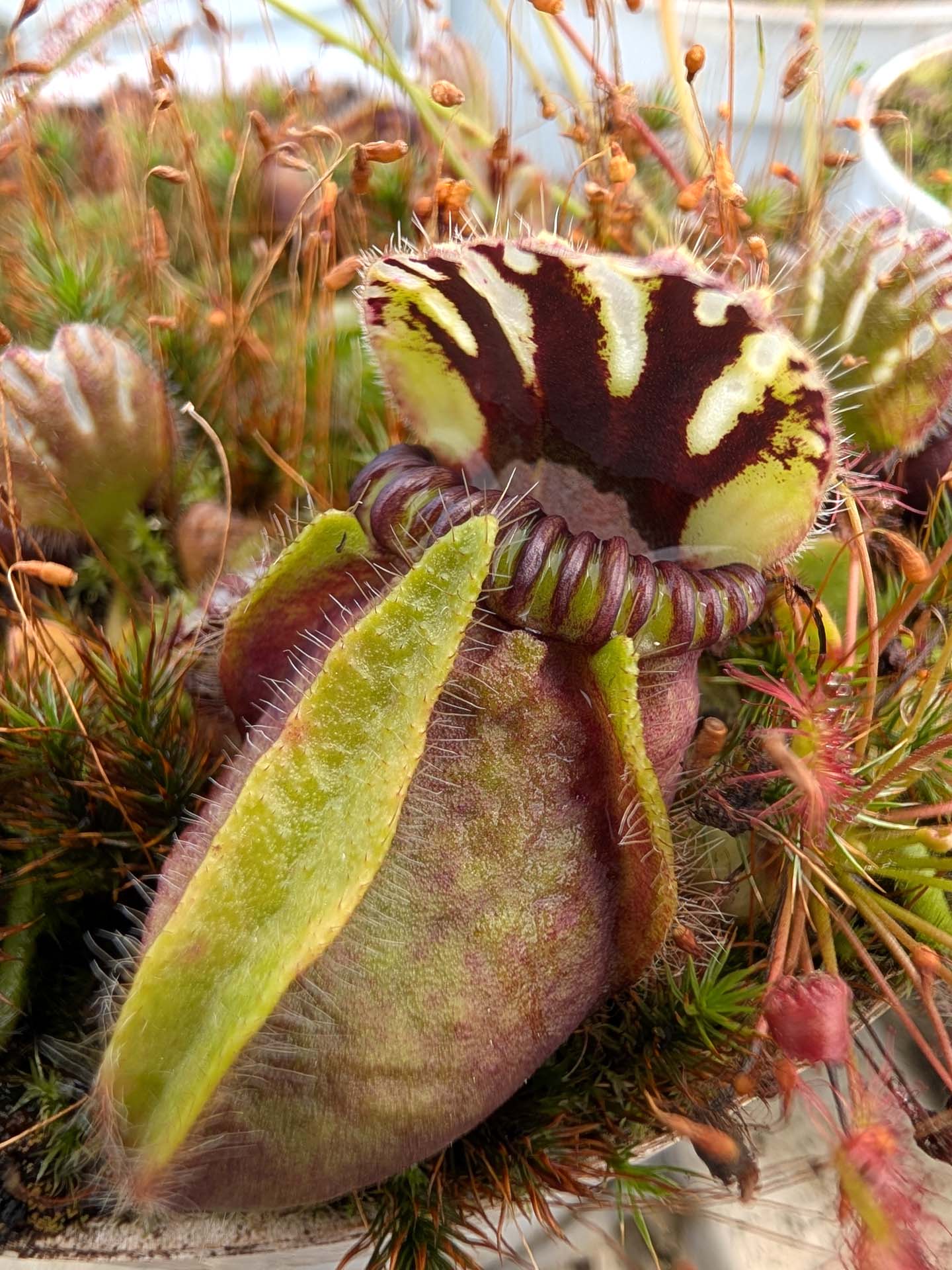 Cephalotus follicularis Two People Bay, Albany, AU