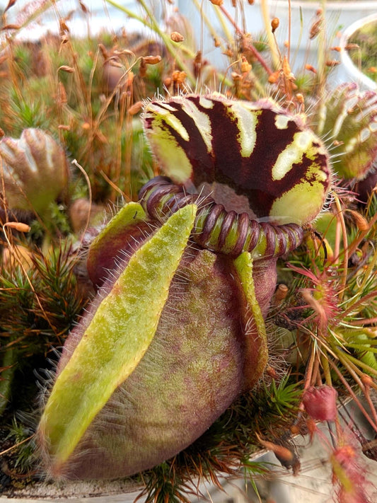 Cephalotus follicularis  Two People Bay, Albany, AU