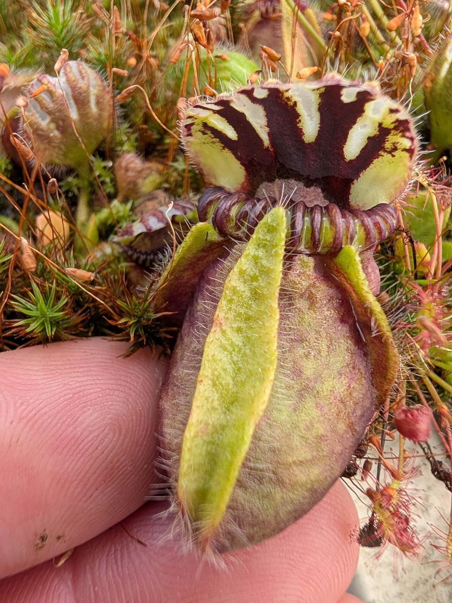 Cephalotus follicularis Two People Bay, Albany, AU
