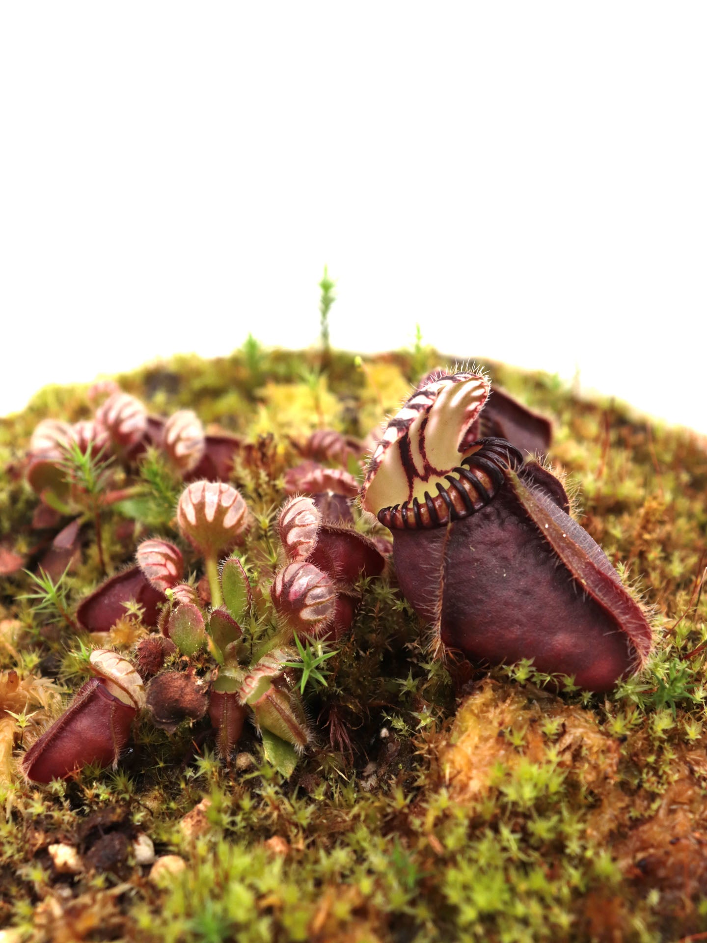 Cephalotus follicularis 'Botanischer Garten Prag'
