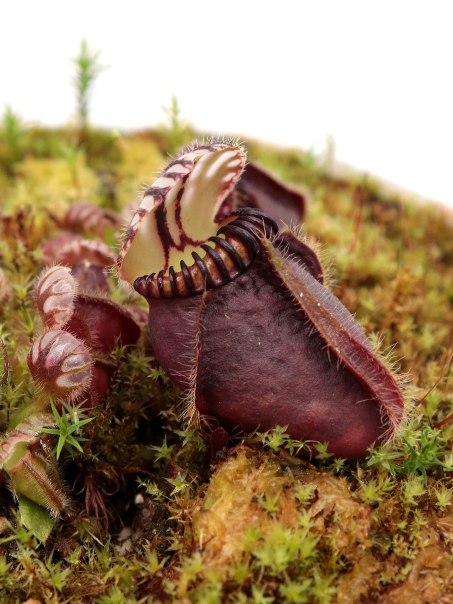 Cephalotus follicularis 'Botanischer Garten Prag'