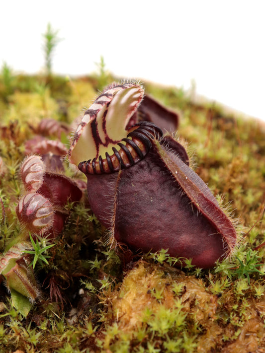 Cephalotus follicularis  "Botanic Garden Prague"