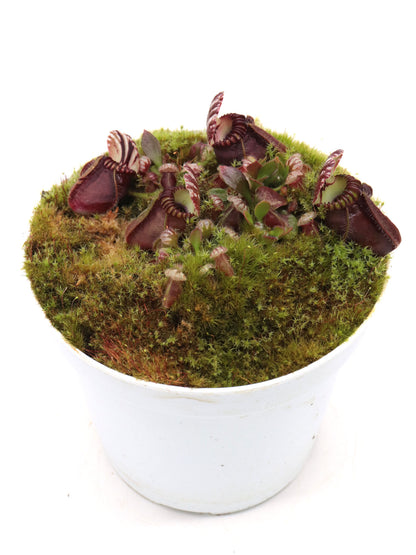 Cephalotus follicularis 'Elizabeth'