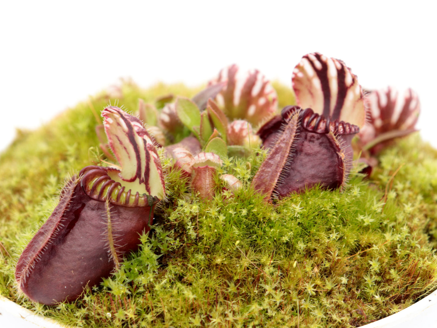 Cephalotus follicularis 'Elizabeth'
