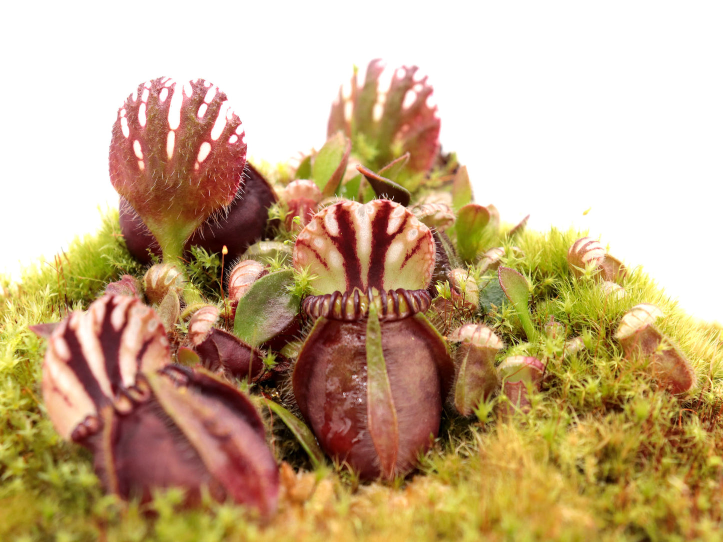 Cephalotus follicularis 'Elizabeth'