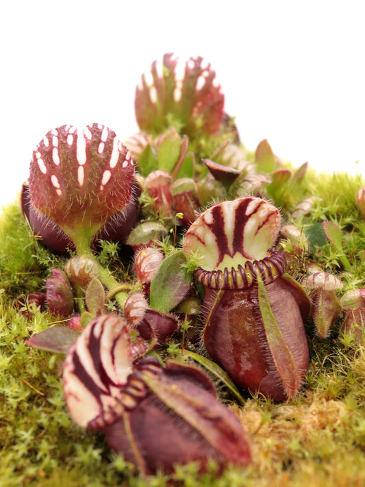 Cephalotus follicularis "Elizabeth"