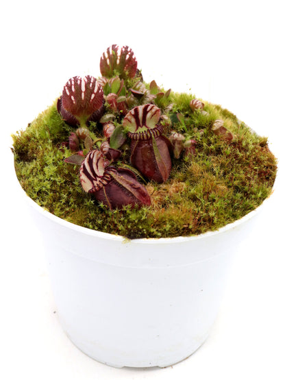 Cephalotus follicularis 'Elizabeth'