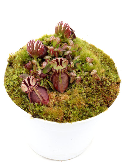 Cephalotus follicularis 'Elizabeth'