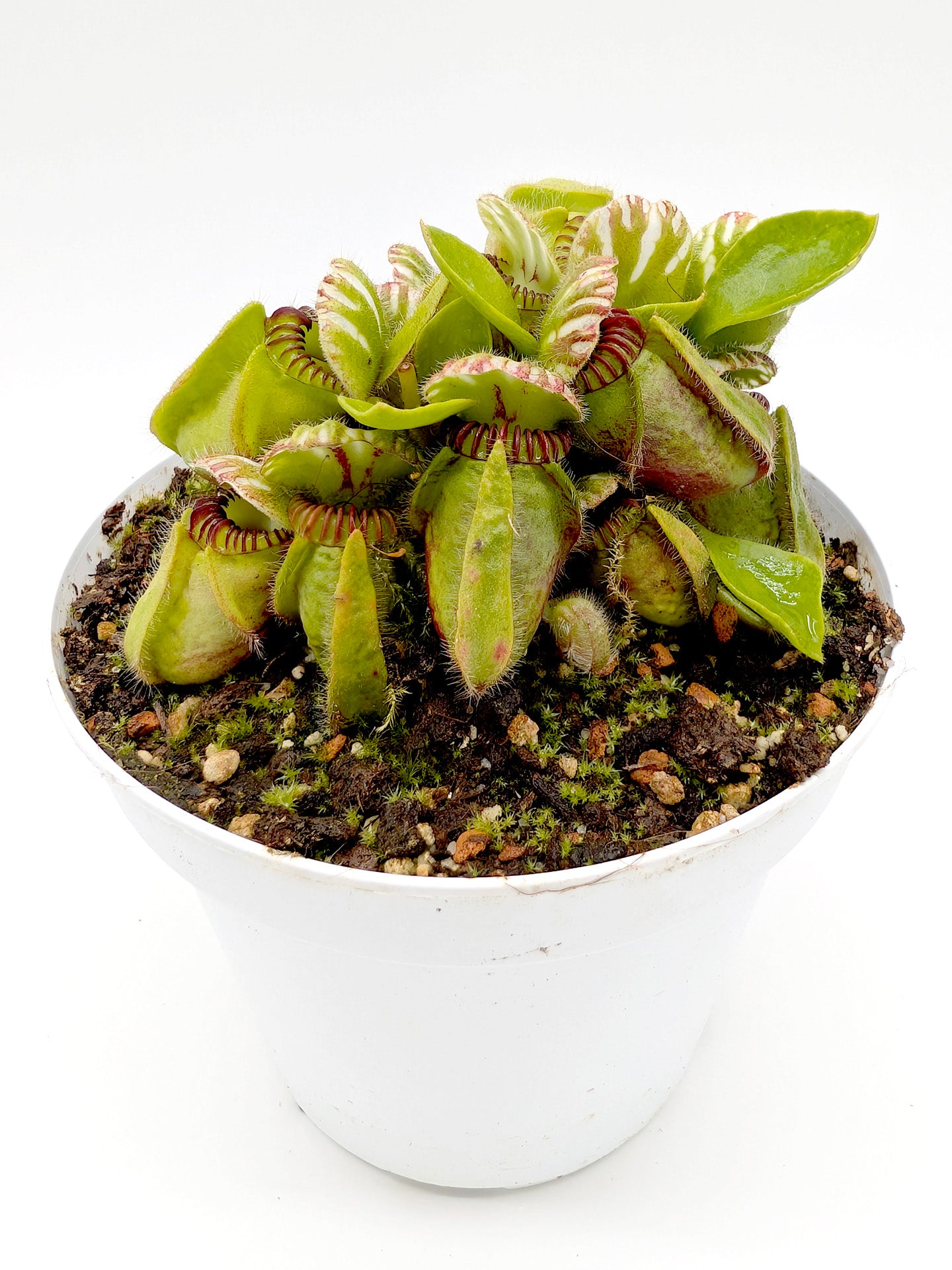 Cephalotus follicularis GC Selection 1