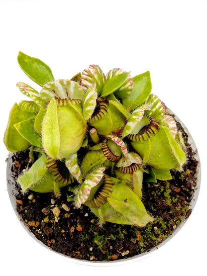 Cephalotus follicularis GC Selection 1