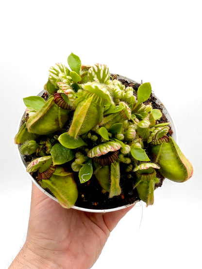 Cephalotus follicularis GC Selection 2