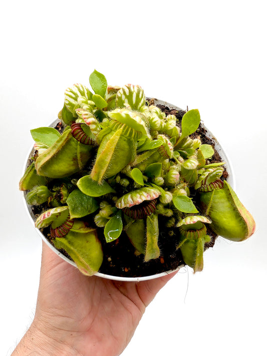Cephalotus follicularis GC Selection 2