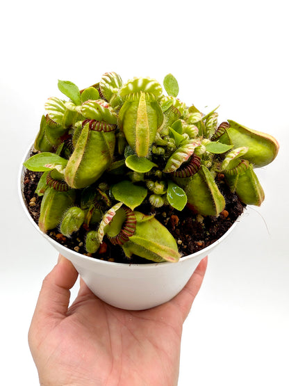 Cephalotus follicularis GC Selection 1