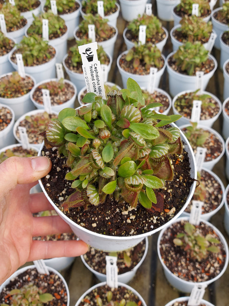 Cephalotus follicularis „Holland-Klon“