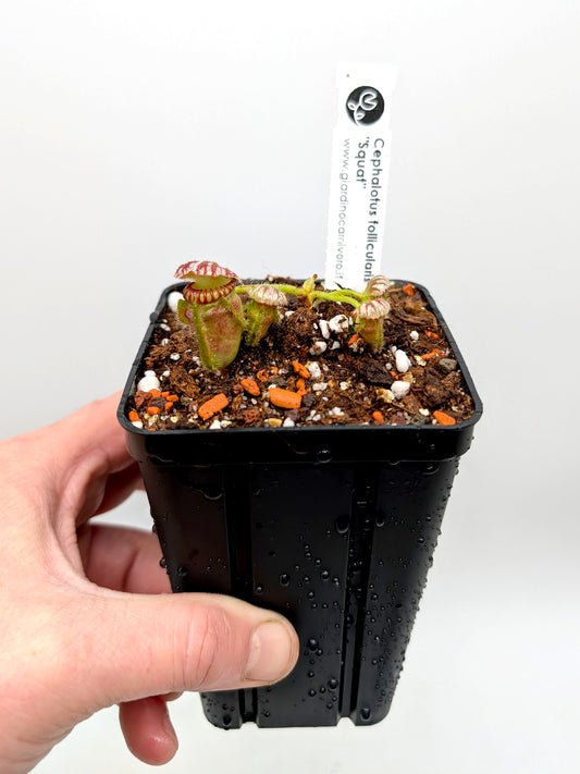 ASTA 6 : Cephalotus follicularis 'Squat'