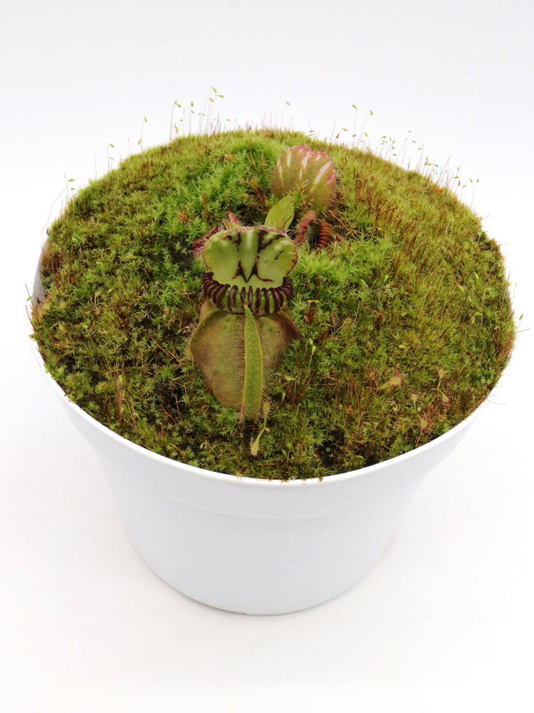 Cephalotus follicularis „Münchner Riese“