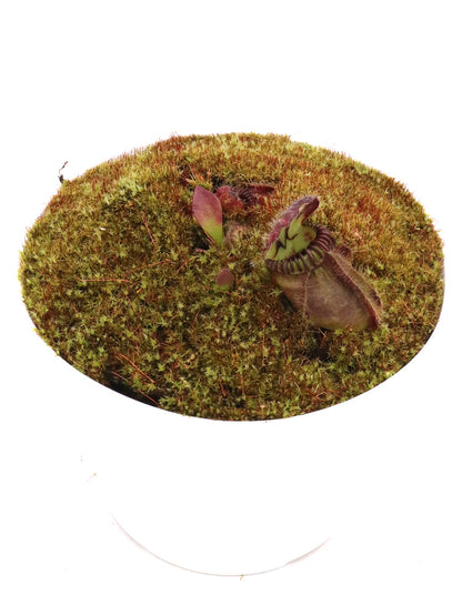 Cephalotus follicularis „Münchner Riese“