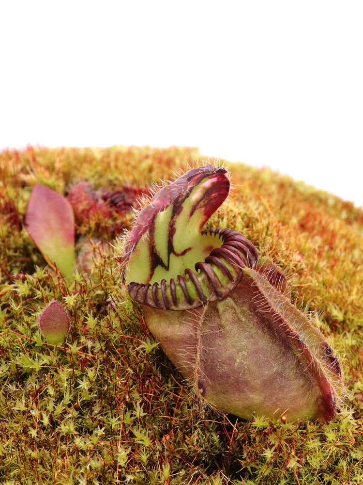 Cephalotus follicularis „Münchner Riese“