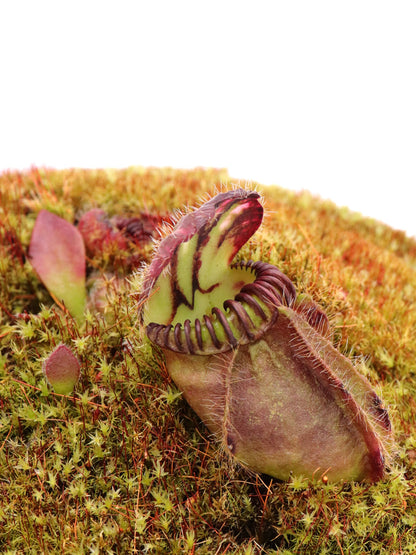 Cephalotus follicularis „Münchner Riese“