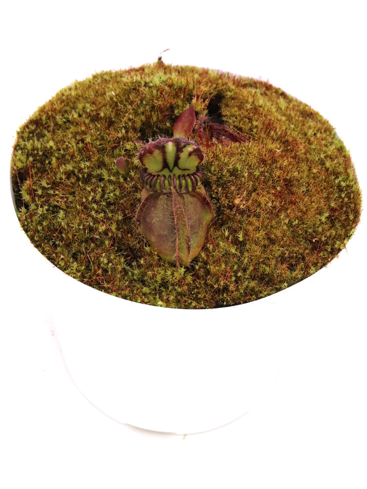 Cephalotus follicularis „Münchner Riese“