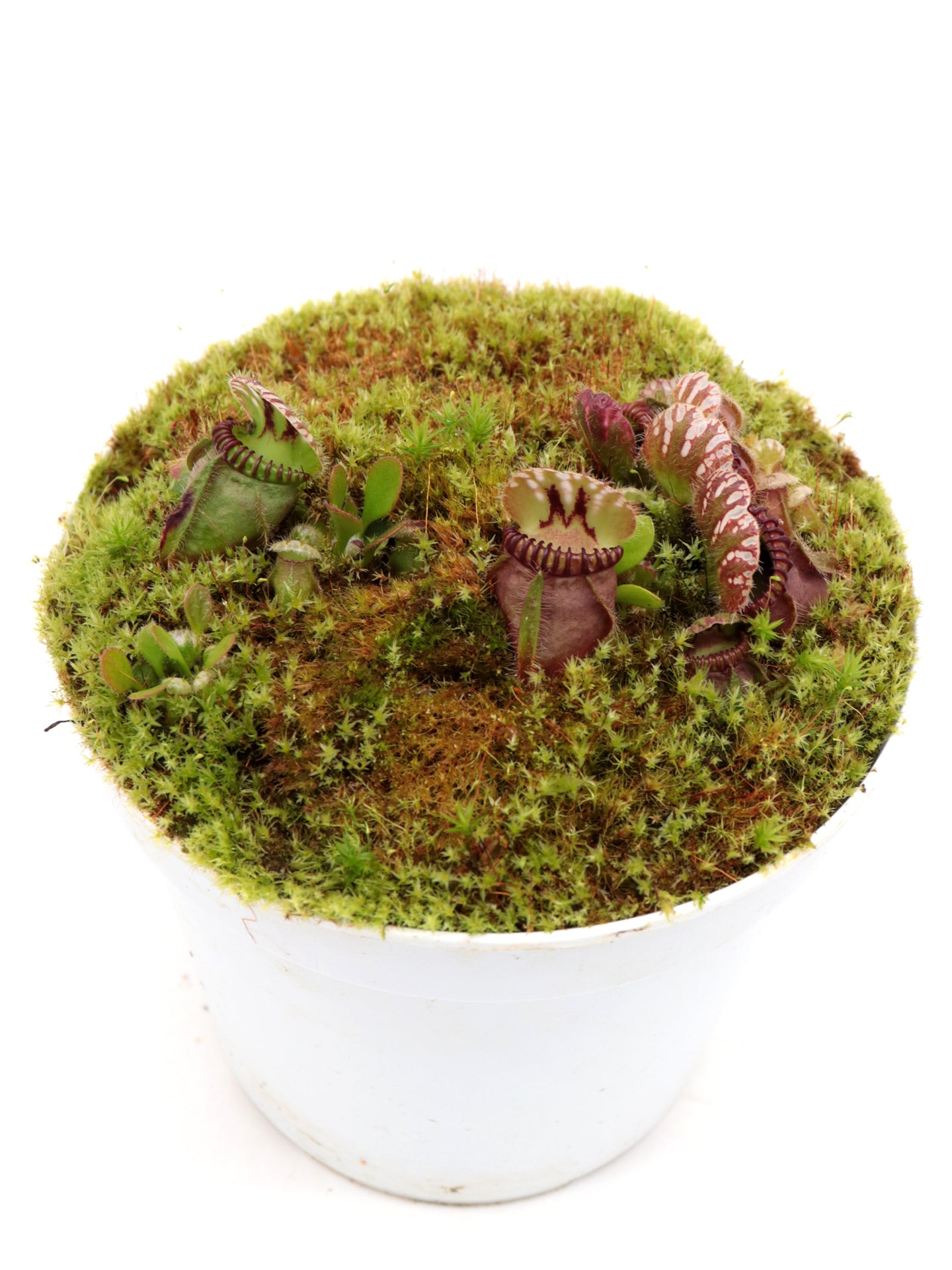 Cephalotus follicularis  "Phil Mann"