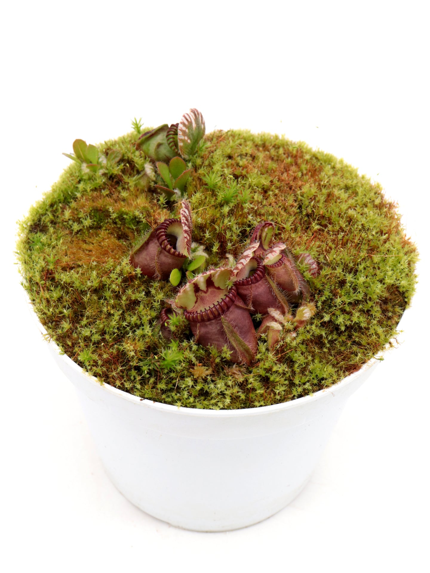 Cephalotus follicularis  "Phil Mann"