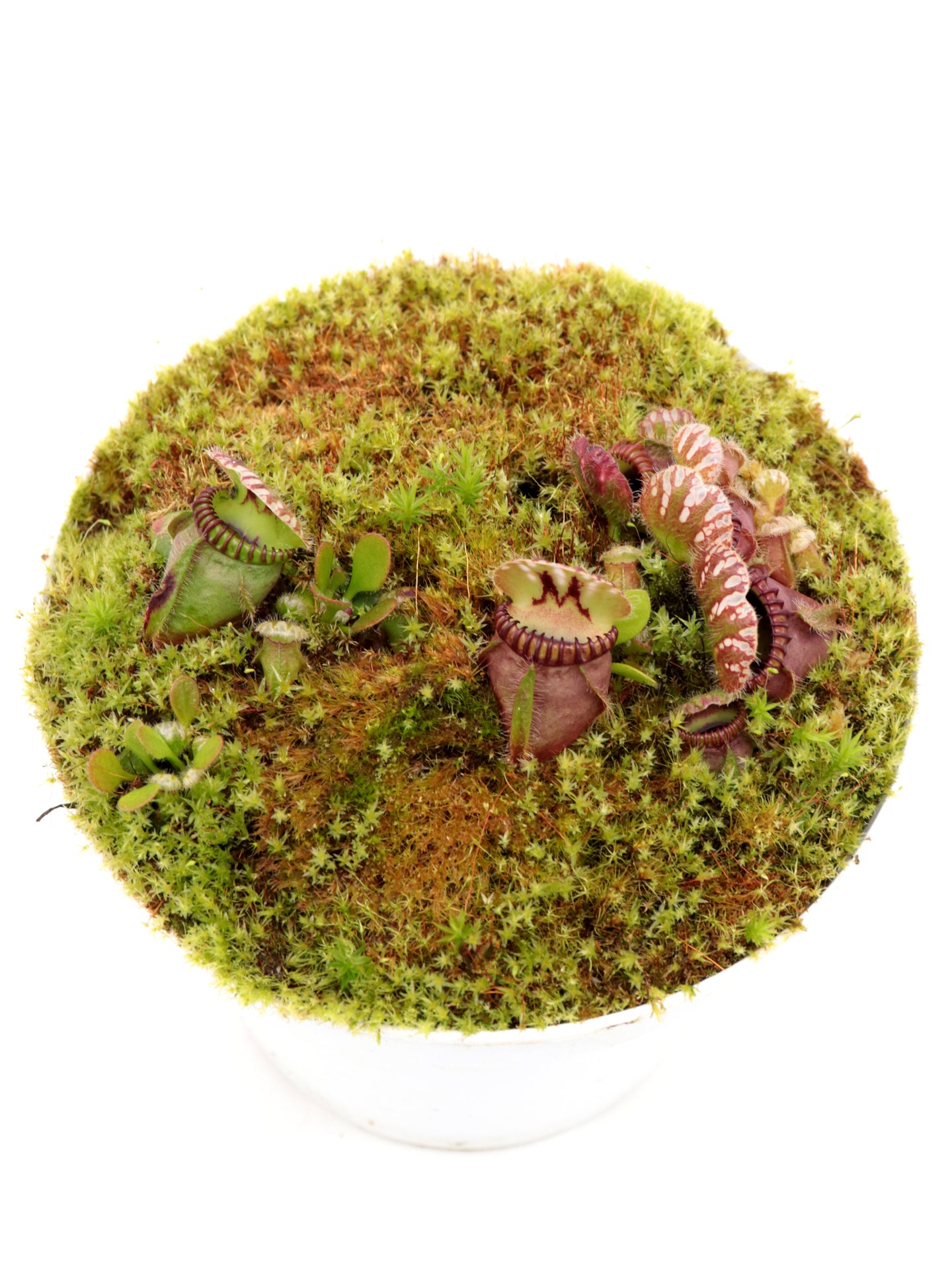 Cephalotus follicularis  "Phil Mann"